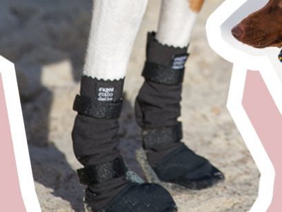 Basenji wearing black boots on sand