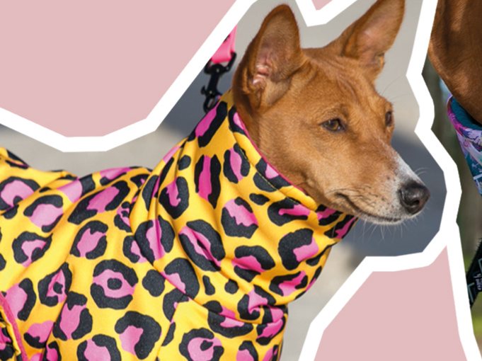 Basenji in a yellow and pink leopard-print coat