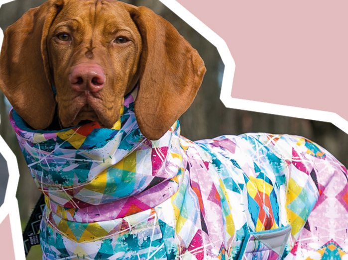 Vizsla in a coat with a colourful geometric print and a high neck