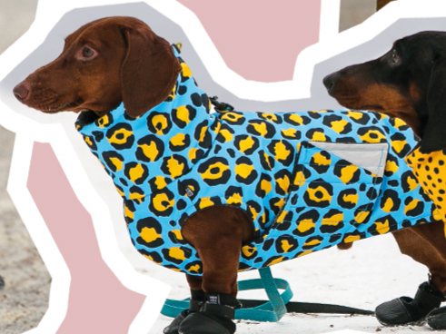 Dachshund in a blue leopard-print coat