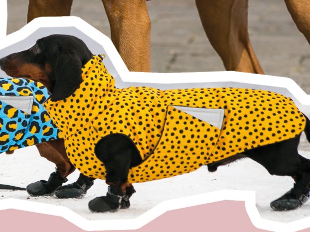 Dachshund in a yellow coat with black dots